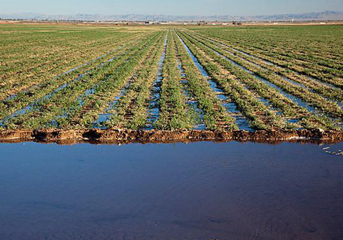 Flutwasser des Colorado River lässt die Wüste Kaliforniens ergrünen. Ein Kanalsystem leitet das Wasser auf die Felder.