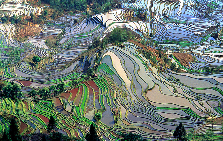 Reisterrassen wie hier in Yuanyang, China, werden beim Anbau über ausgeklügelte Bewässerungssysteme komplett geflutet.